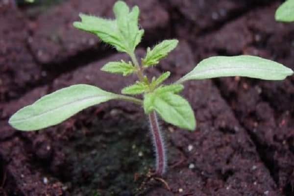 planted seedlings