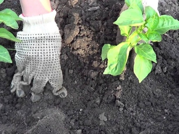 planting in the ground