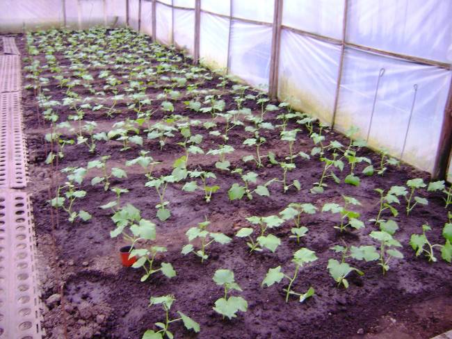 cucumbers in greenhouses