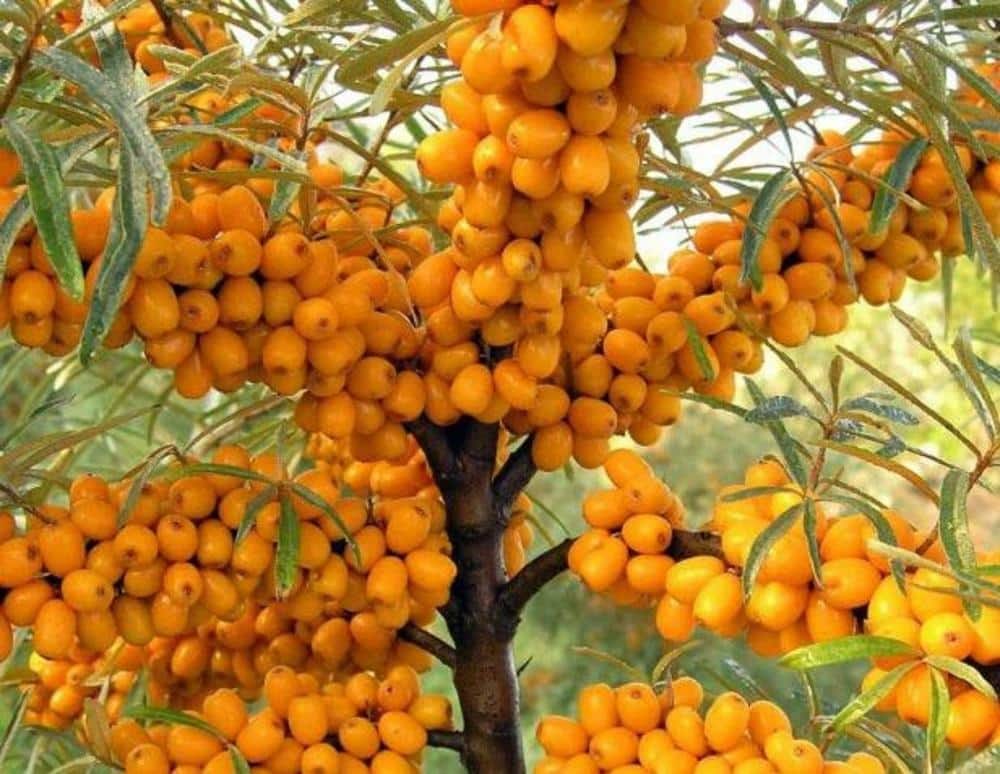 espino amarillo en el árbol