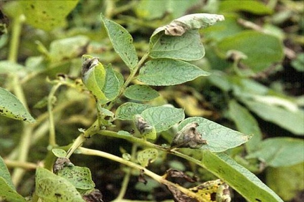 maladies de la pomme de terre