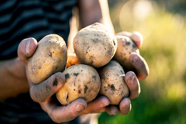 graines pour la plantation