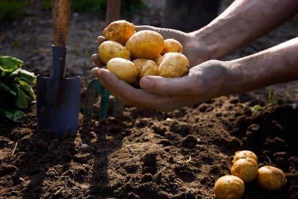 make furrows