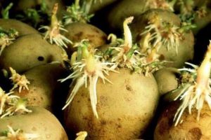 How to make potatoes sprout faster before planting