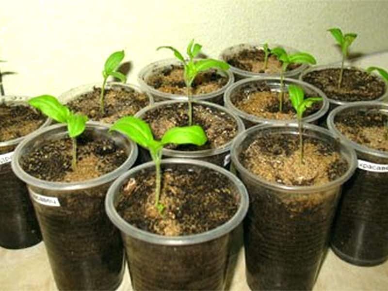 eggplant seedlings