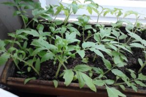 Tomaten planten en kweken zonder zaailingen te plukken