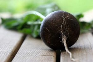 Useful properties and contraindications of black radish for the human body