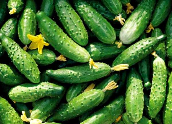 fresh cucumbers