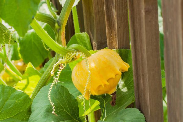 squash bush