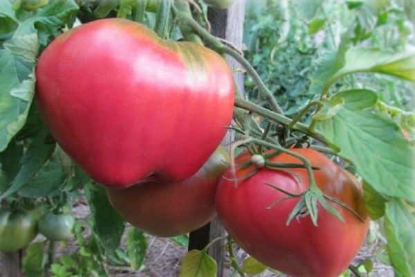 cuidado del tomate