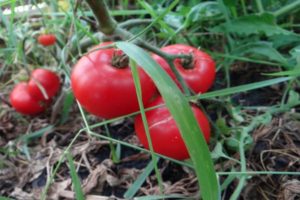 Características y descripción de la variedad de tomate gigante del azúcar, su rendimiento.