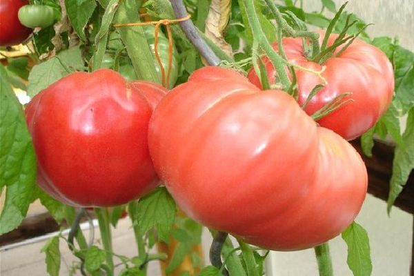 tomatoes on a branch