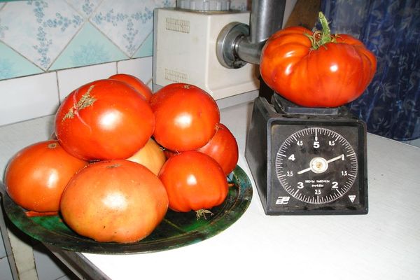 tomates en la mesa