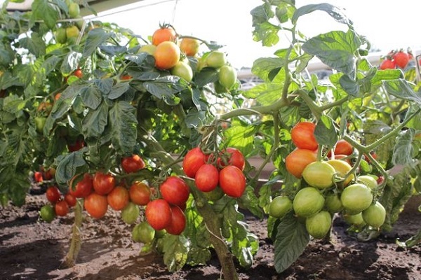 ayuda para jardineros