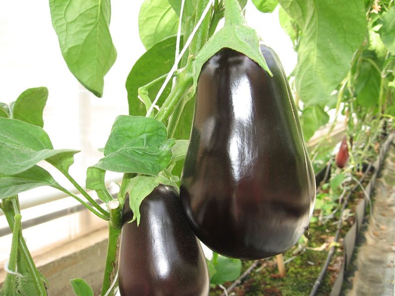 Aubergine Universelle 6