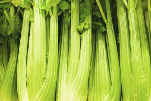 appearance of celery