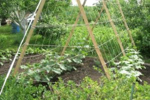 Comment faire un treillis pour les tomates de vos propres mains