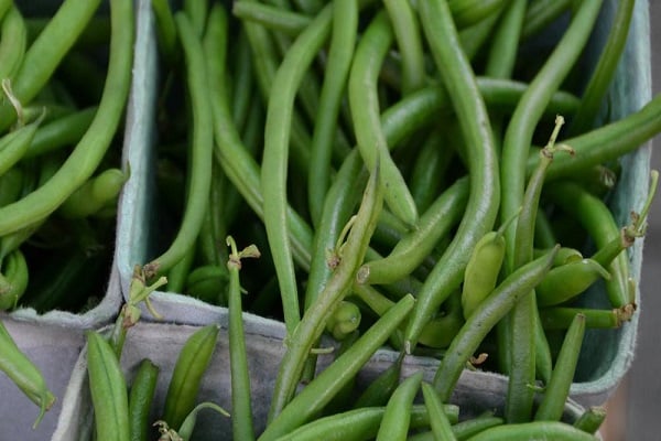 kacang polong hitam