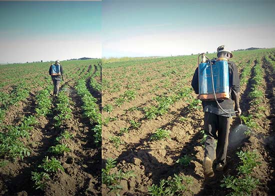 watering potatoes