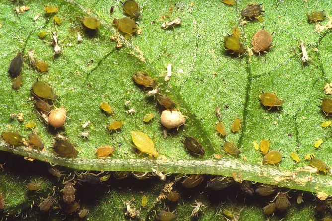 Aphids on eggplant