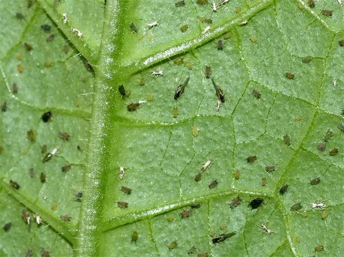 Spider mite