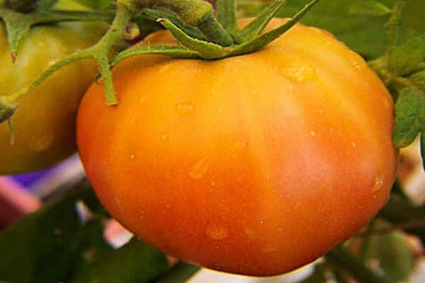 penjagaan tomato