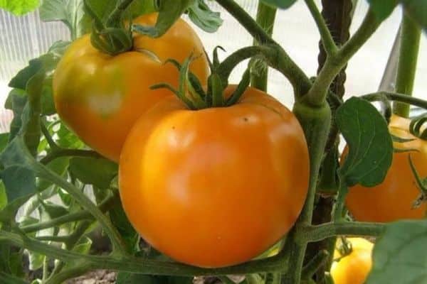 yellow tomatoes