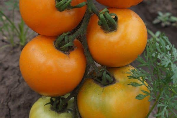 tomato on the ground