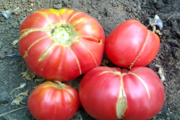 les tomates prennent soin de lui