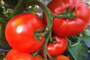 Description de la variété de tomate Belfort, caractéristiques de culture et d'entretien