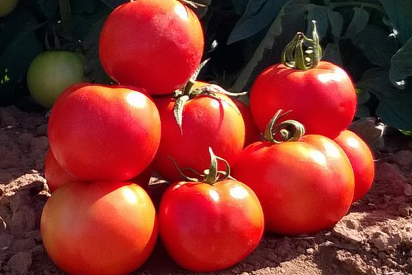 tomatoes on the ground