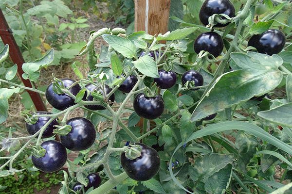 variety black bunch