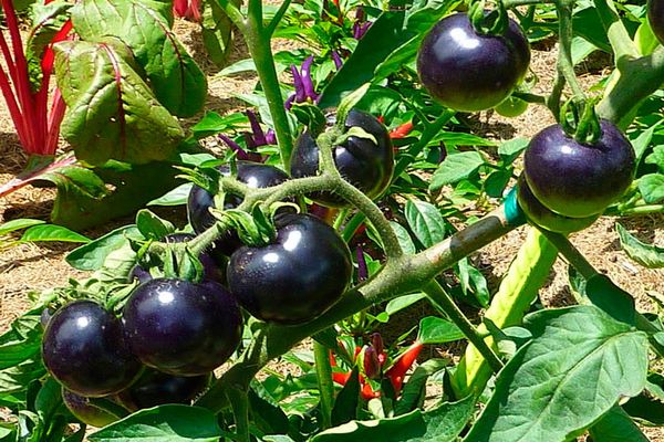 cuidado del tomate