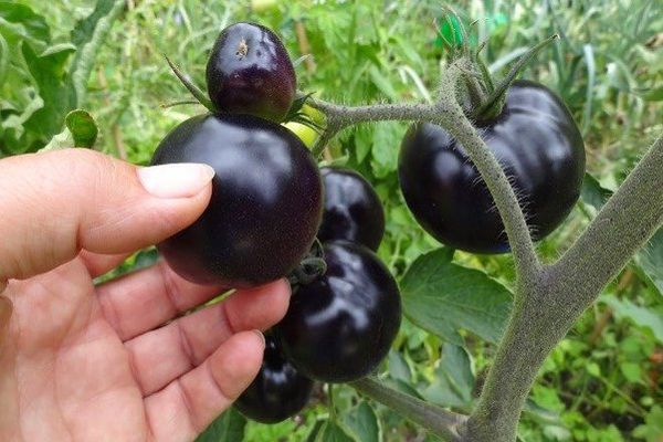 variété de tomate