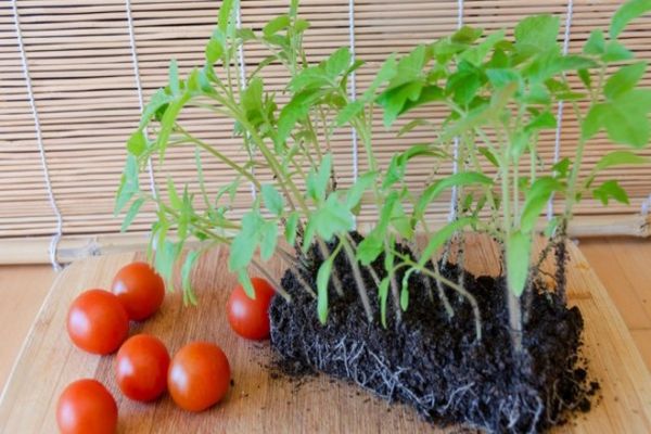 Caractéristiques et description de la variété de tomate Eupator, son rendement