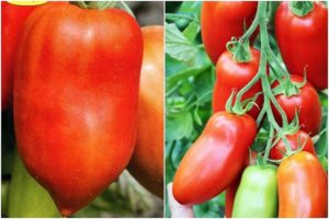 Penerangan mengenai varieti tomato Hugo, ciri dan produktiviti