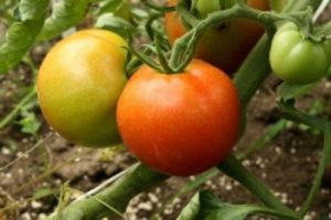 Description de la variété de tomates du Nouvel An et de ses caractéristiques