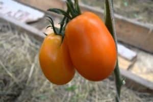 Description de la variété de tomate Olesya et de ses caractéristiques