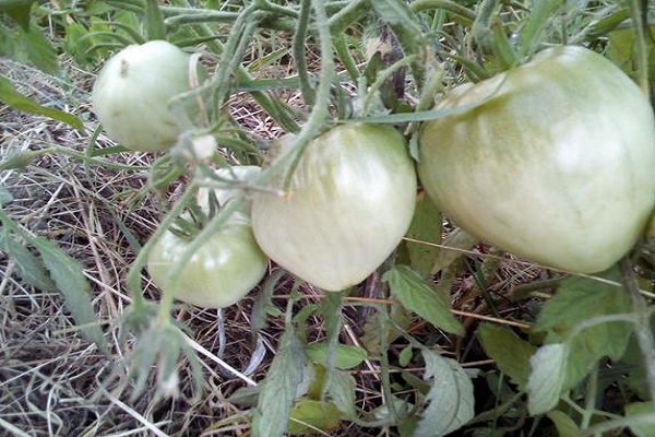 frutas maduras