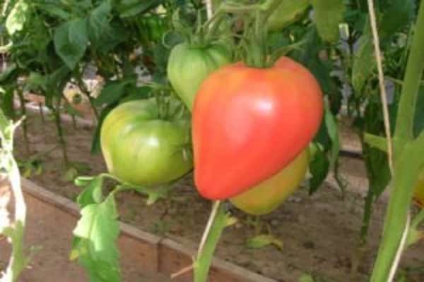 Caractéristiques des fruits