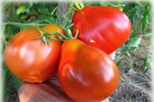 Description de la variété de tomate Épis d'âne, ses caractéristiques et sa productivité