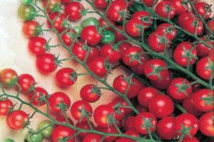 Características y descripción de la variedad de tomate Sweet Mill, su rendimiento