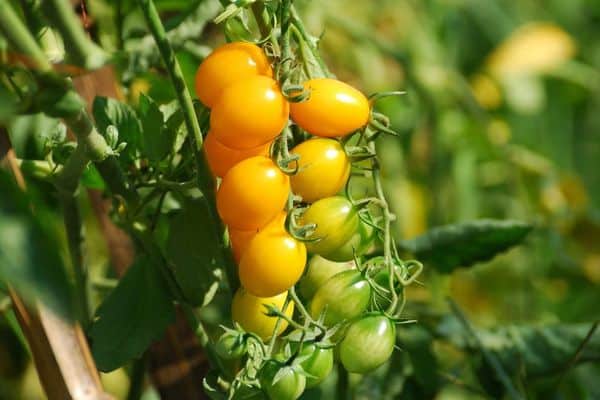 varieties of tomato