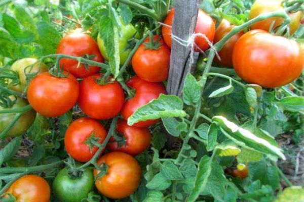 tomates dans le jardin