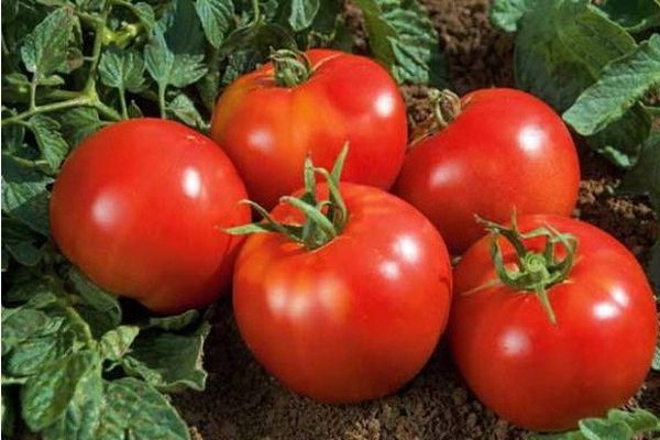 tomato harvest