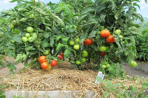 root feeding