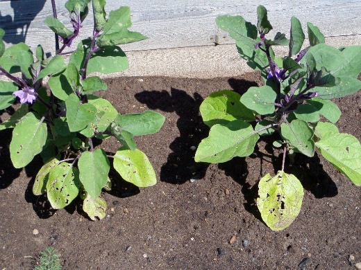 eggplant diseases