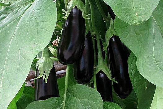 ripe eggplant