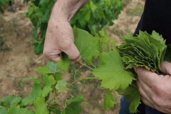 feuilles de vigne