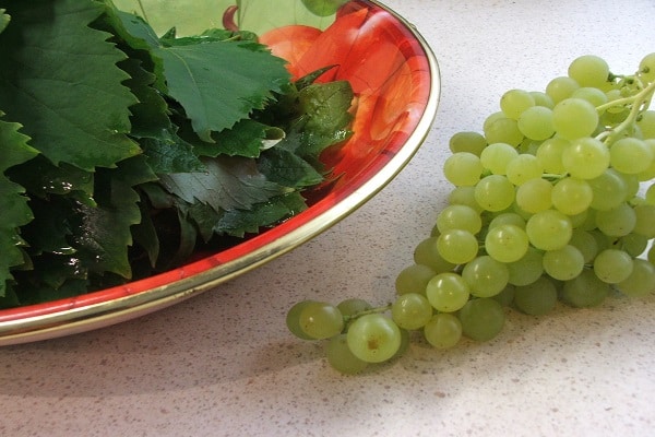 grape harvests